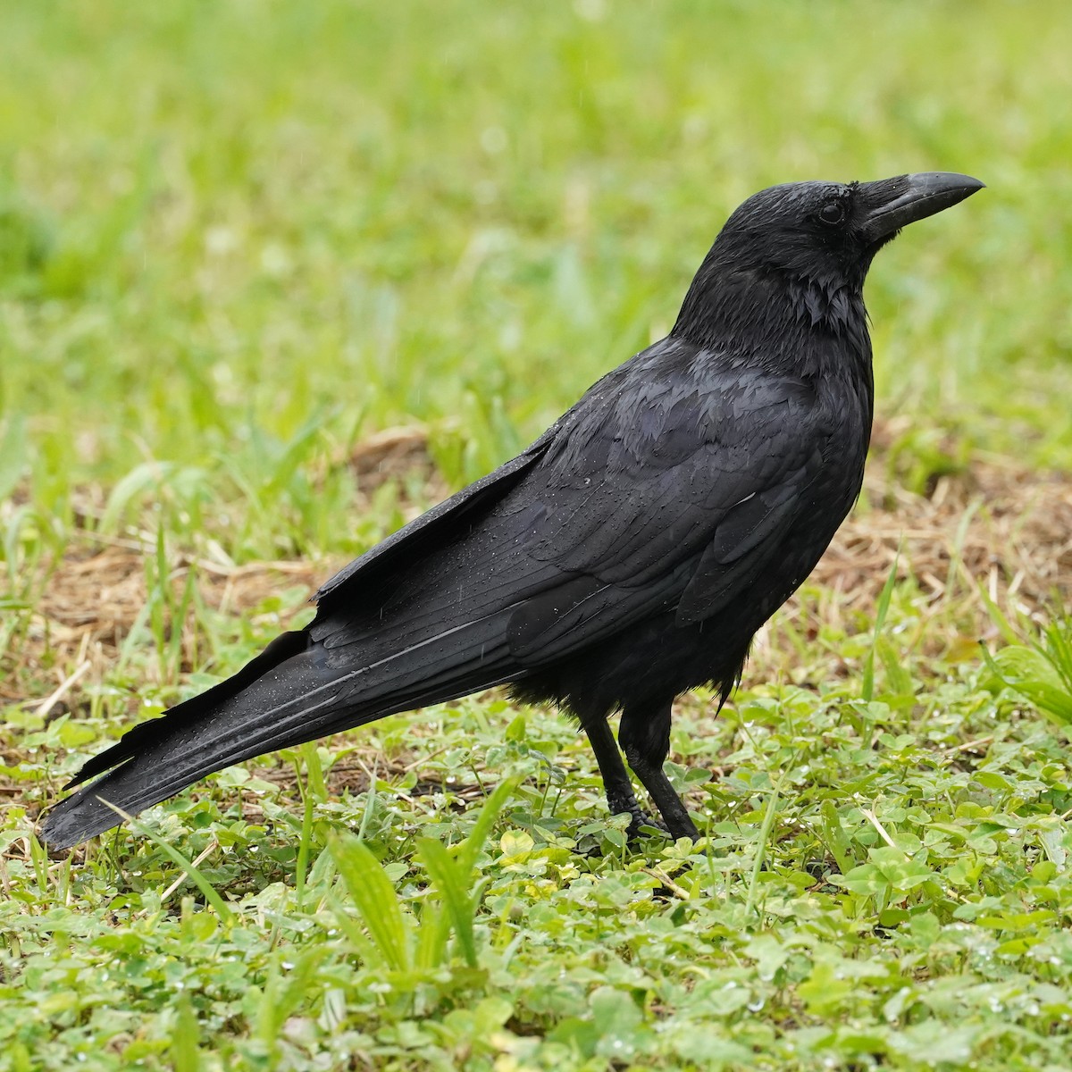 Carrion Crow - ML620447482