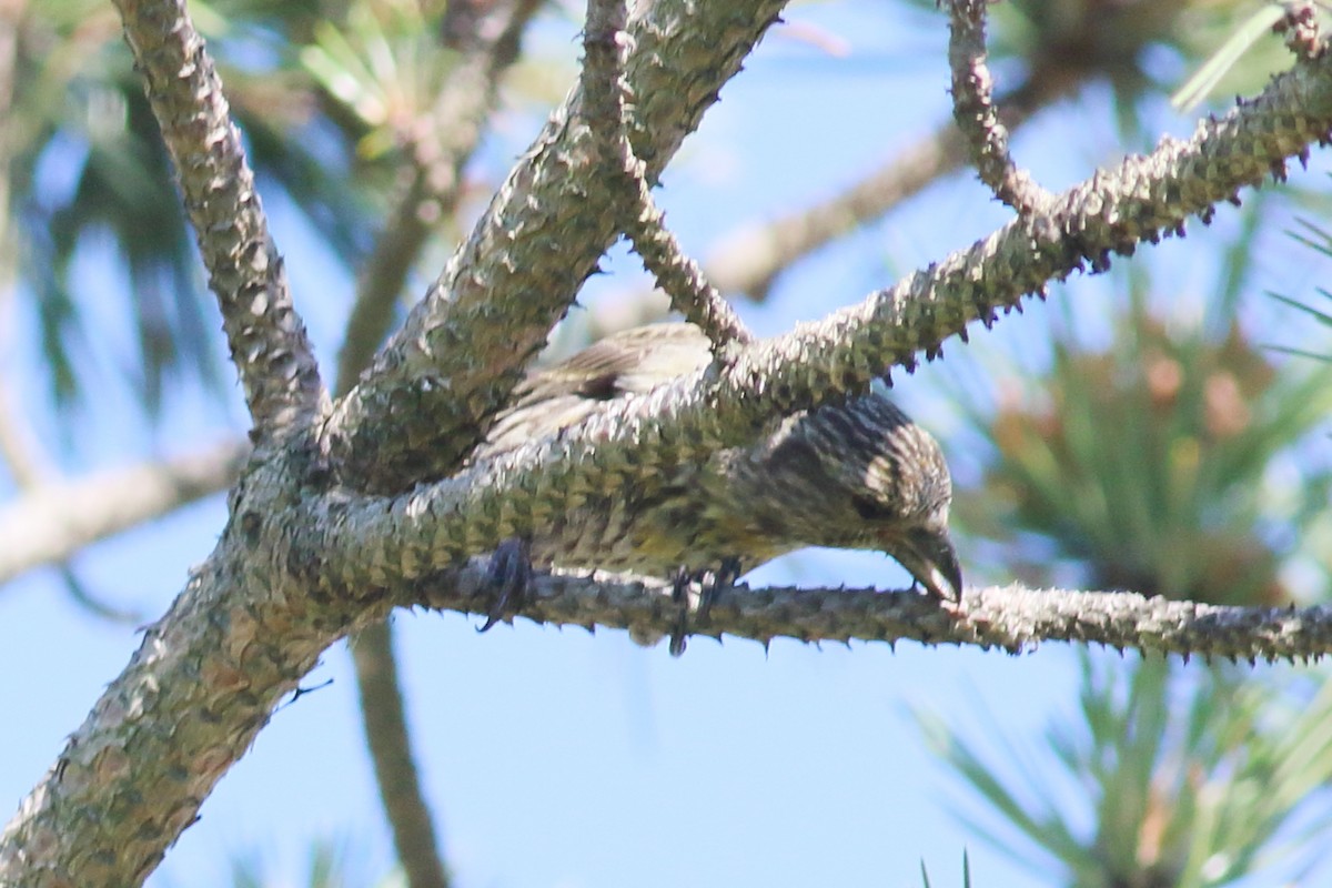 Red Crossbill - ML620447489