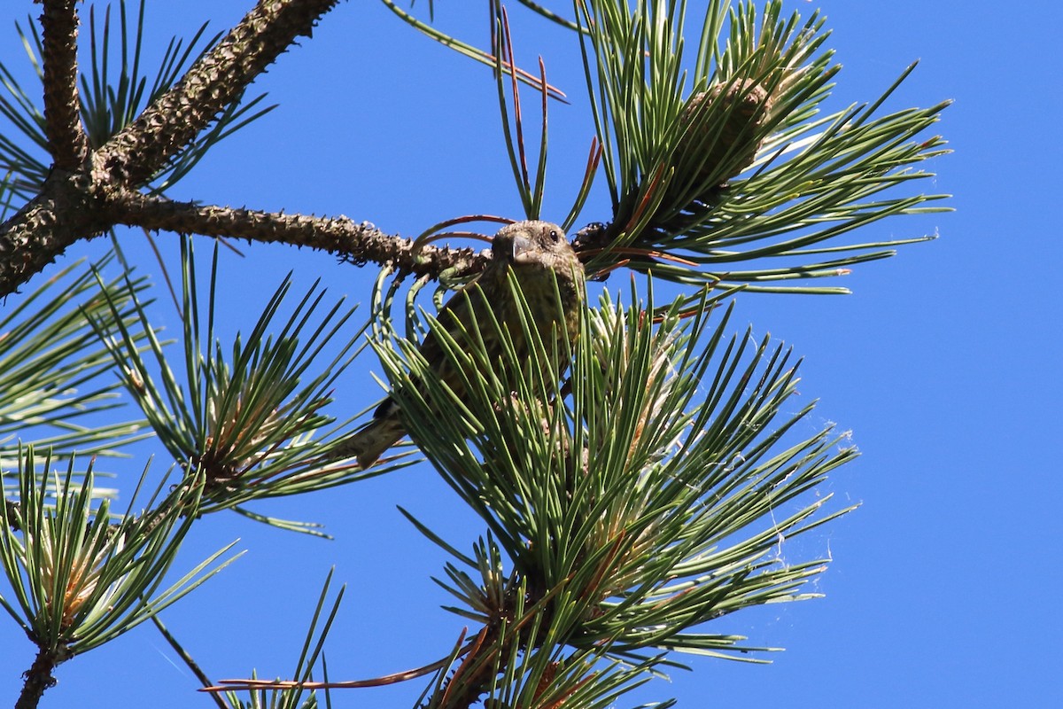 Red Crossbill - ML620447491