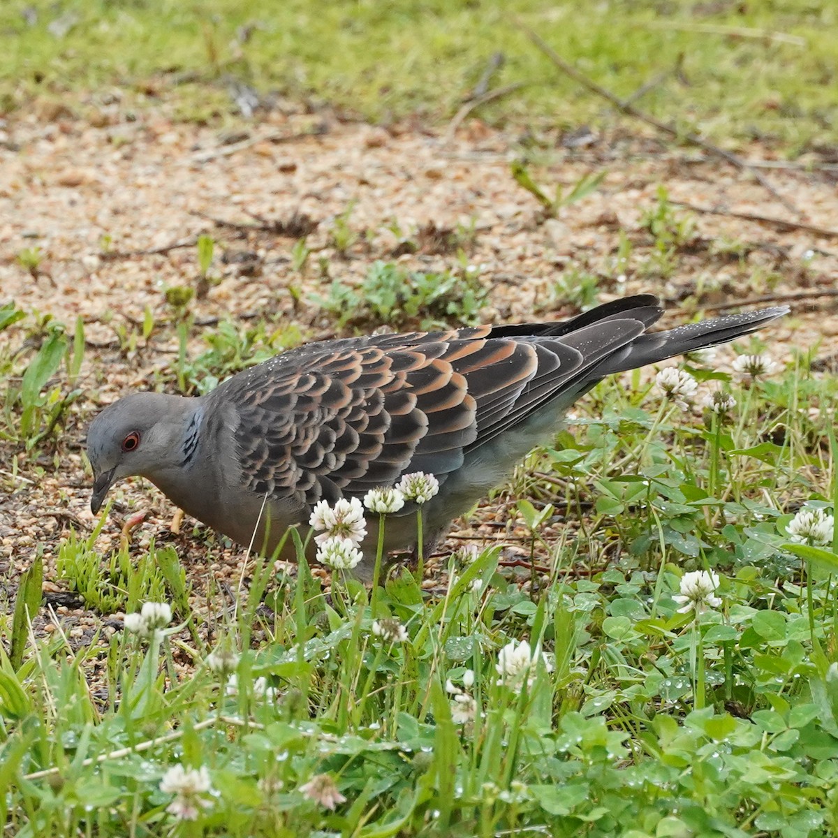 Oriental Turtle-Dove - ML620447494