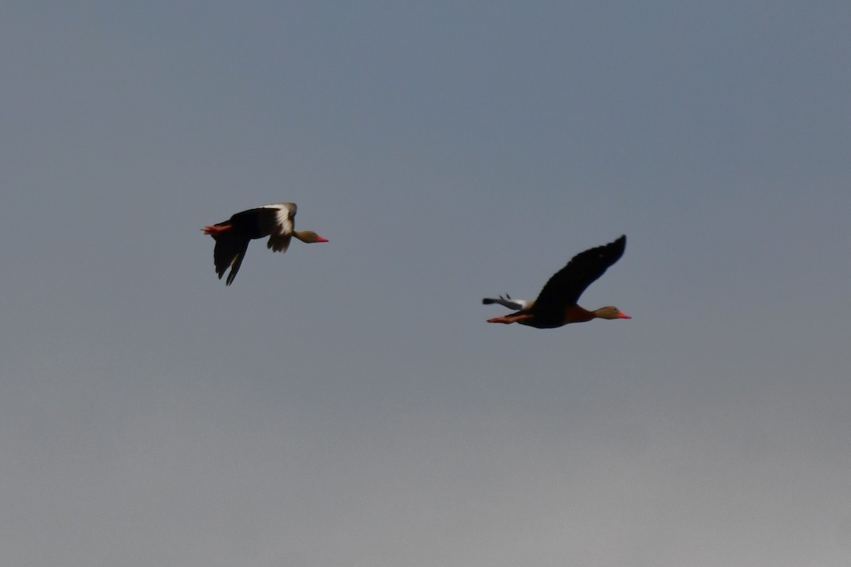 Black-bellied Whistling-Duck - Carmen Ricer