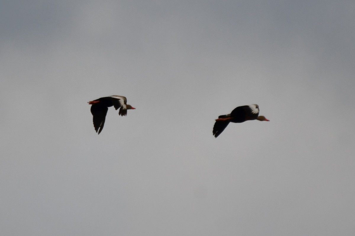 Black-bellied Whistling-Duck - ML620447504