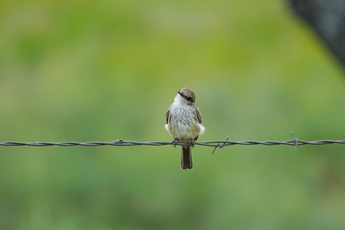 Vermilion Flycatcher - ML620447505