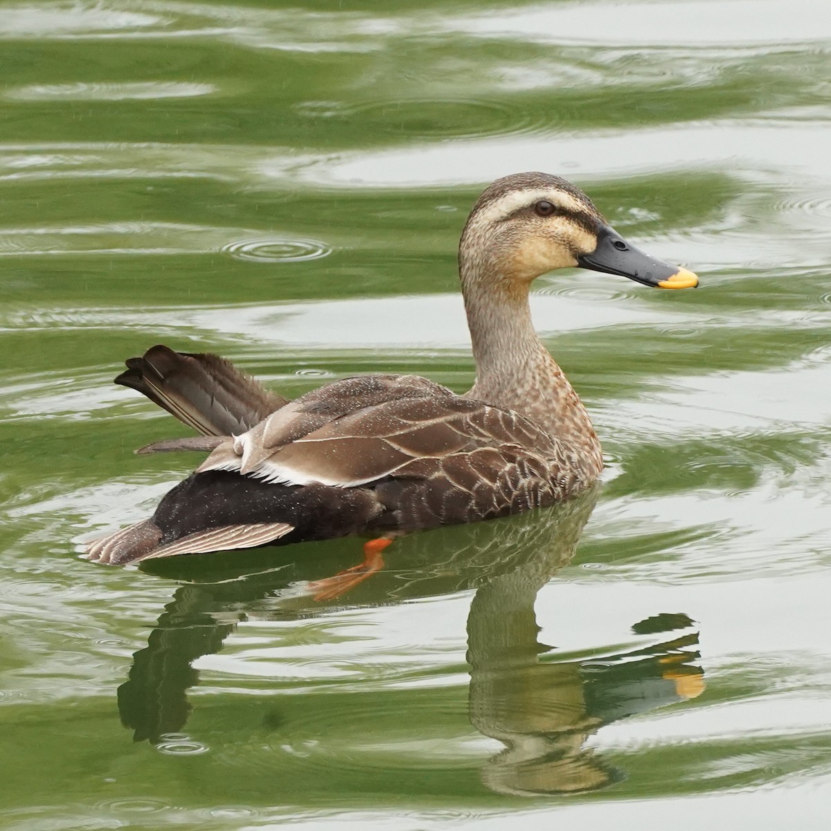 Eastern Spot-billed Duck - ML620447510