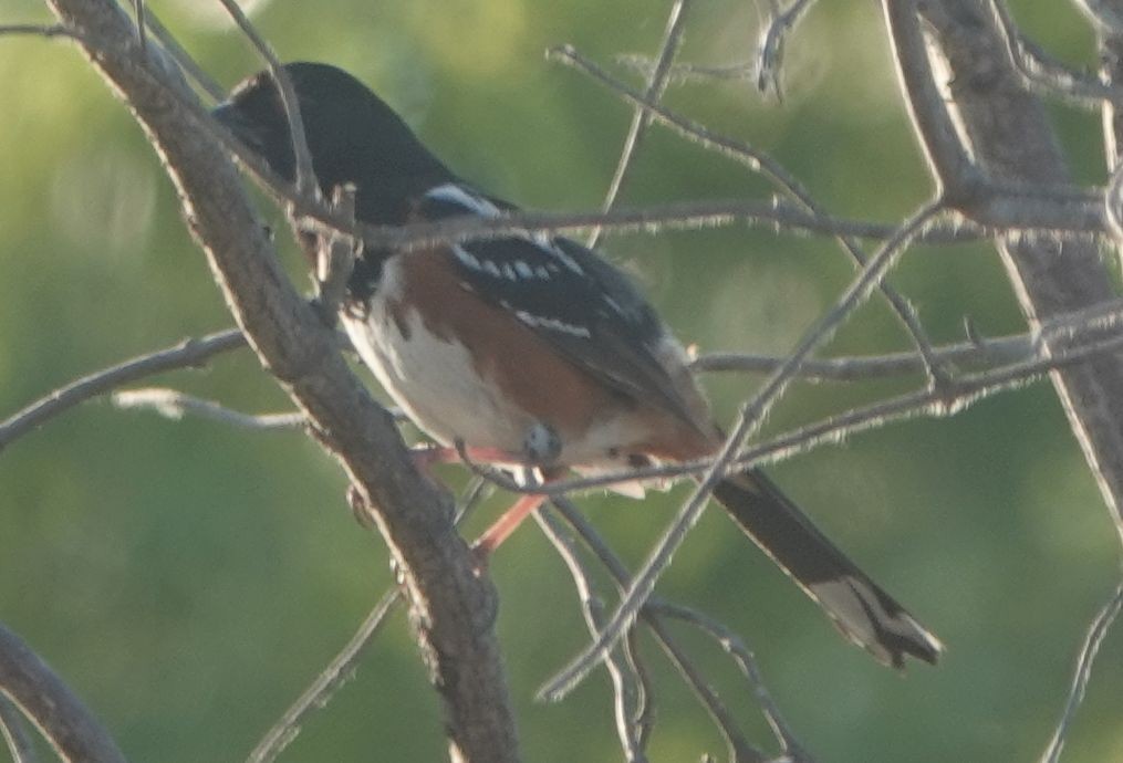 Spotted Towhee - ML620447514