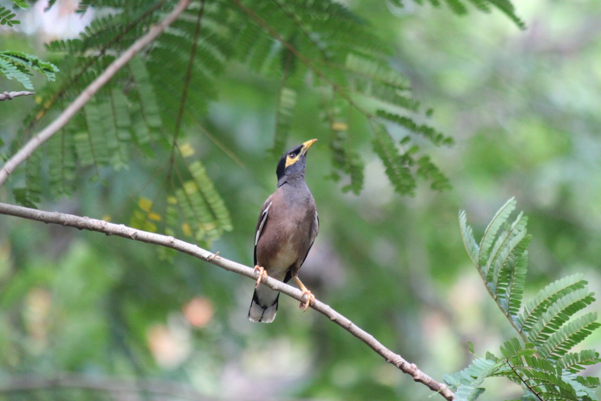 Common Myna - ML620447515