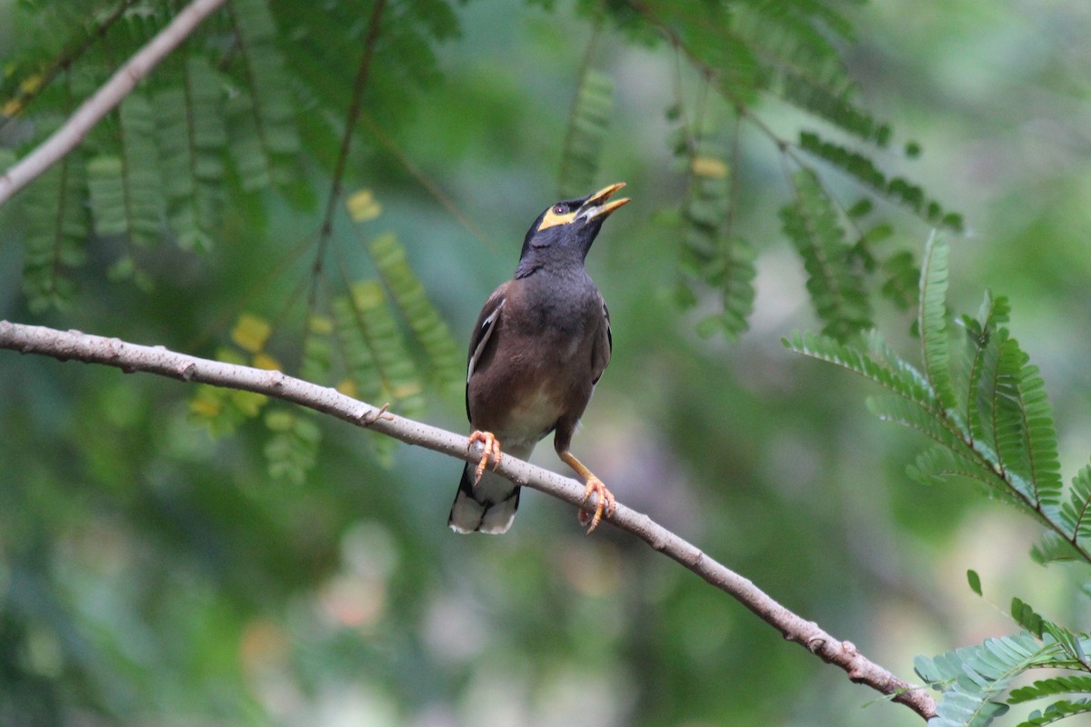 Common Myna - ML620447523