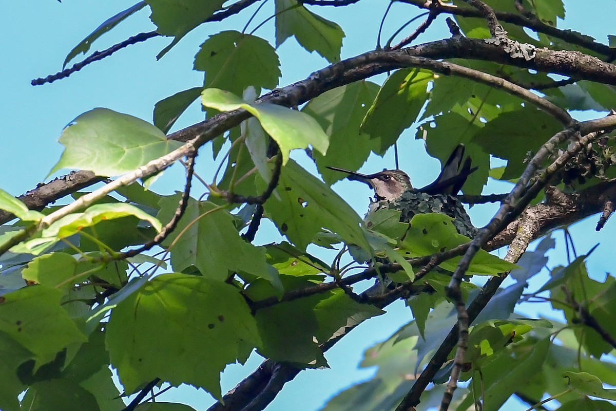 Ruby-throated Hummingbird - ML620447527