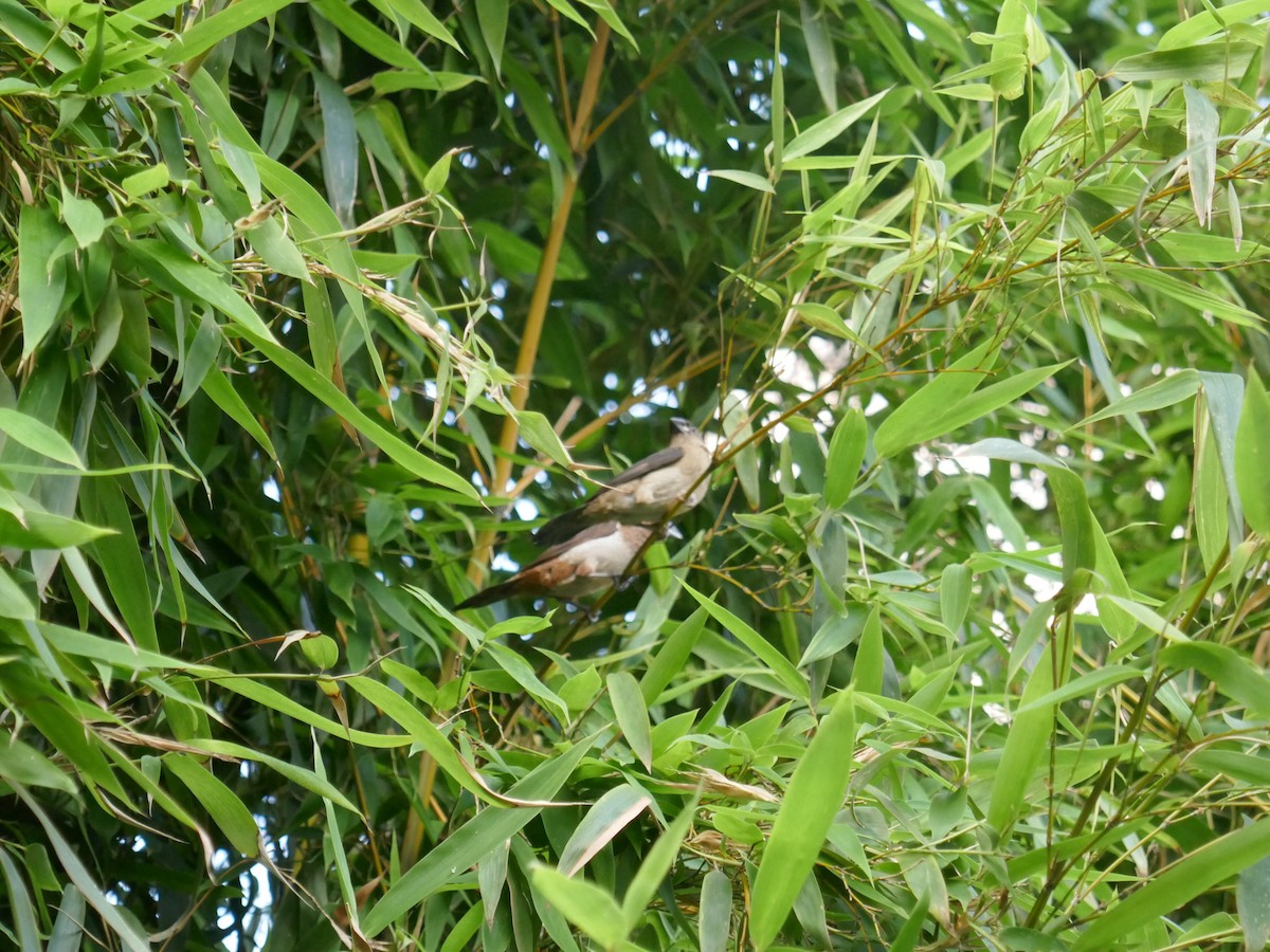 White-rumped Munia - ML620447538