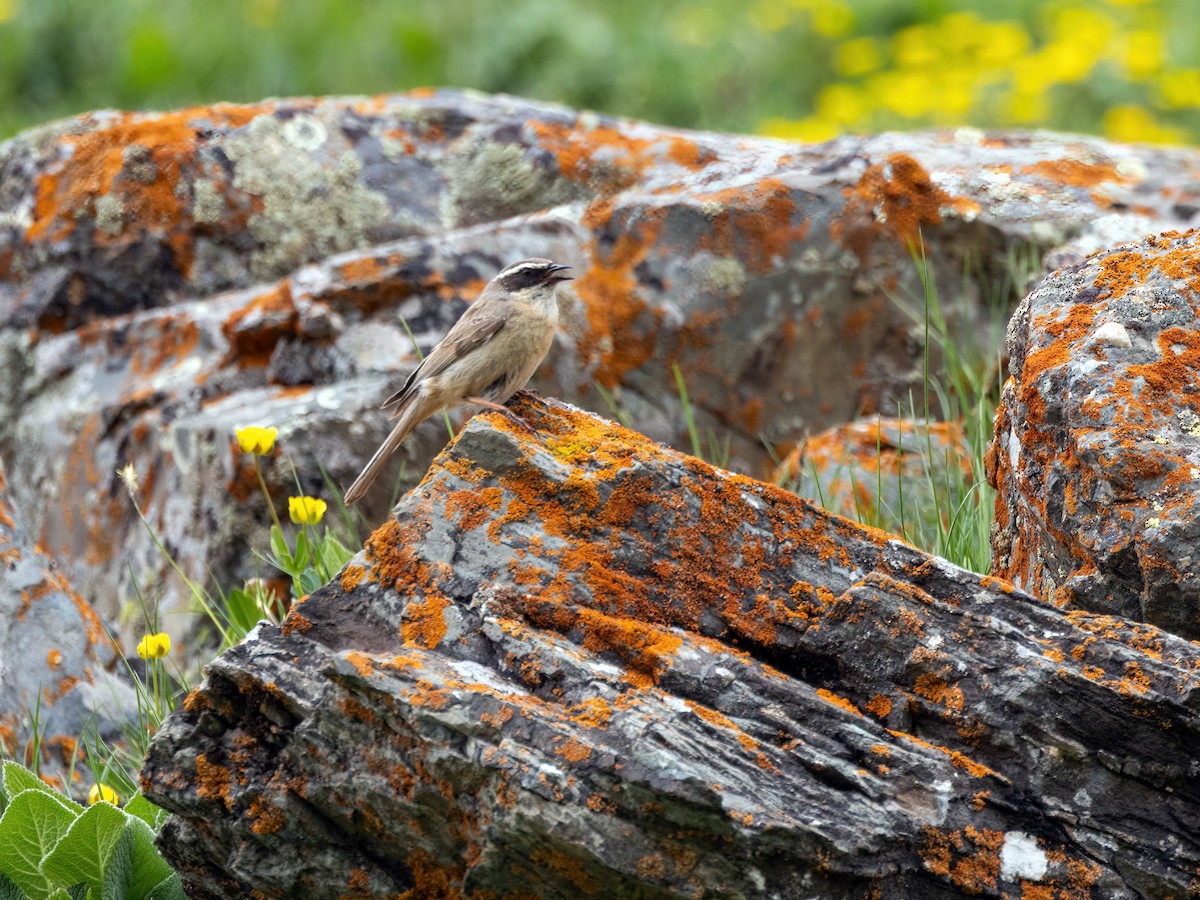 Brown Accentor - ML620447539