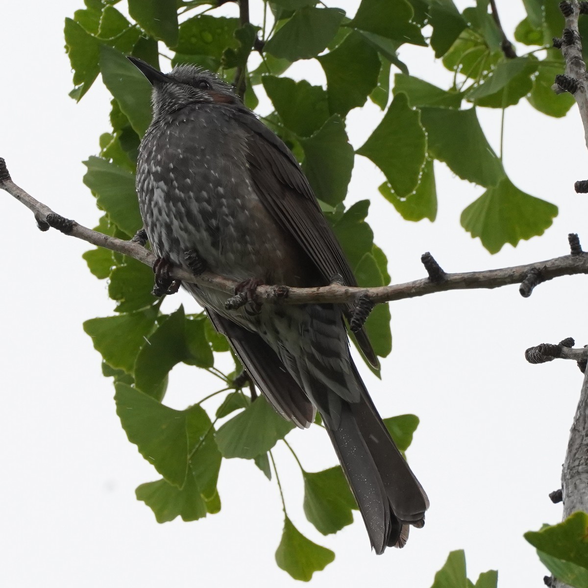 Brown-eared Bulbul - ML620447540