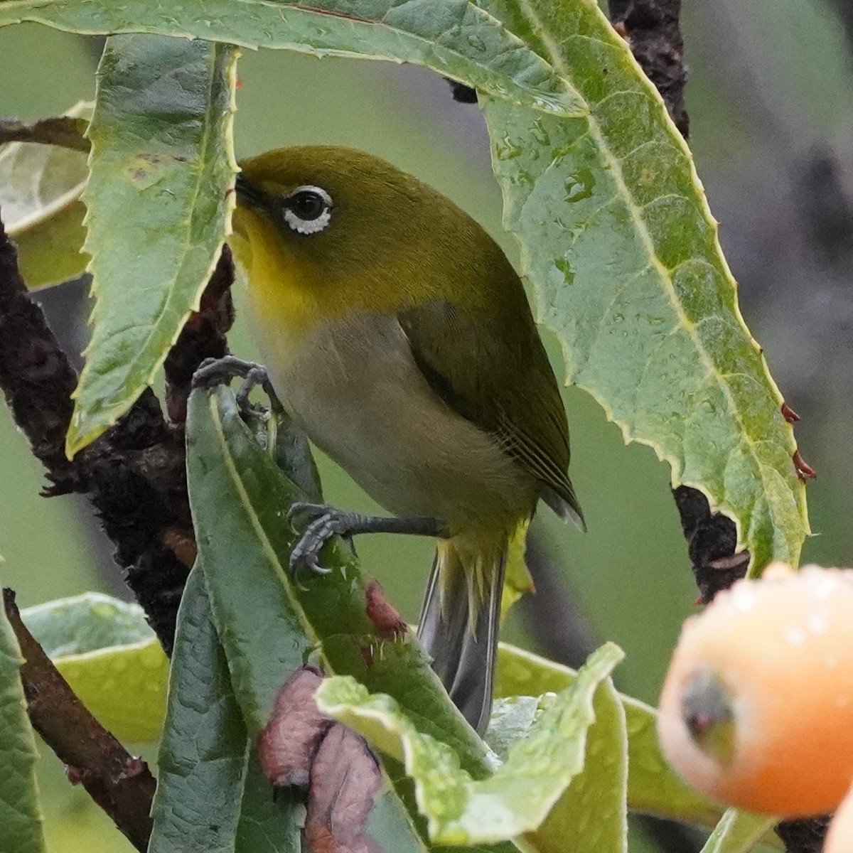 Warbling White-eye - Szymon  Bzoma