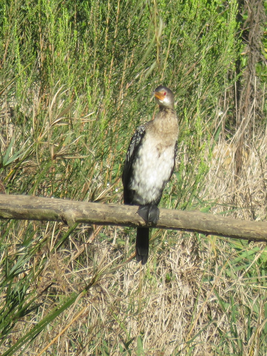 Long-tailed Cormorant - Gareth Bain