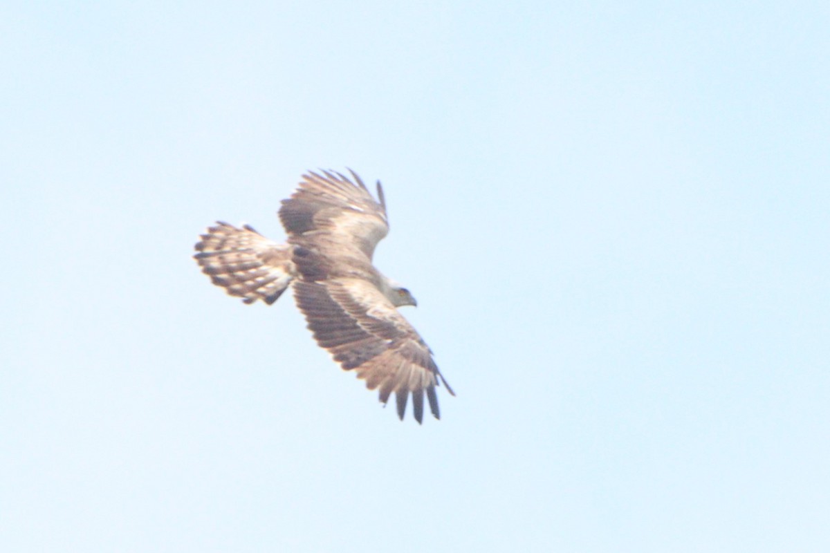 Short-toed Snake-Eagle - ML620447548