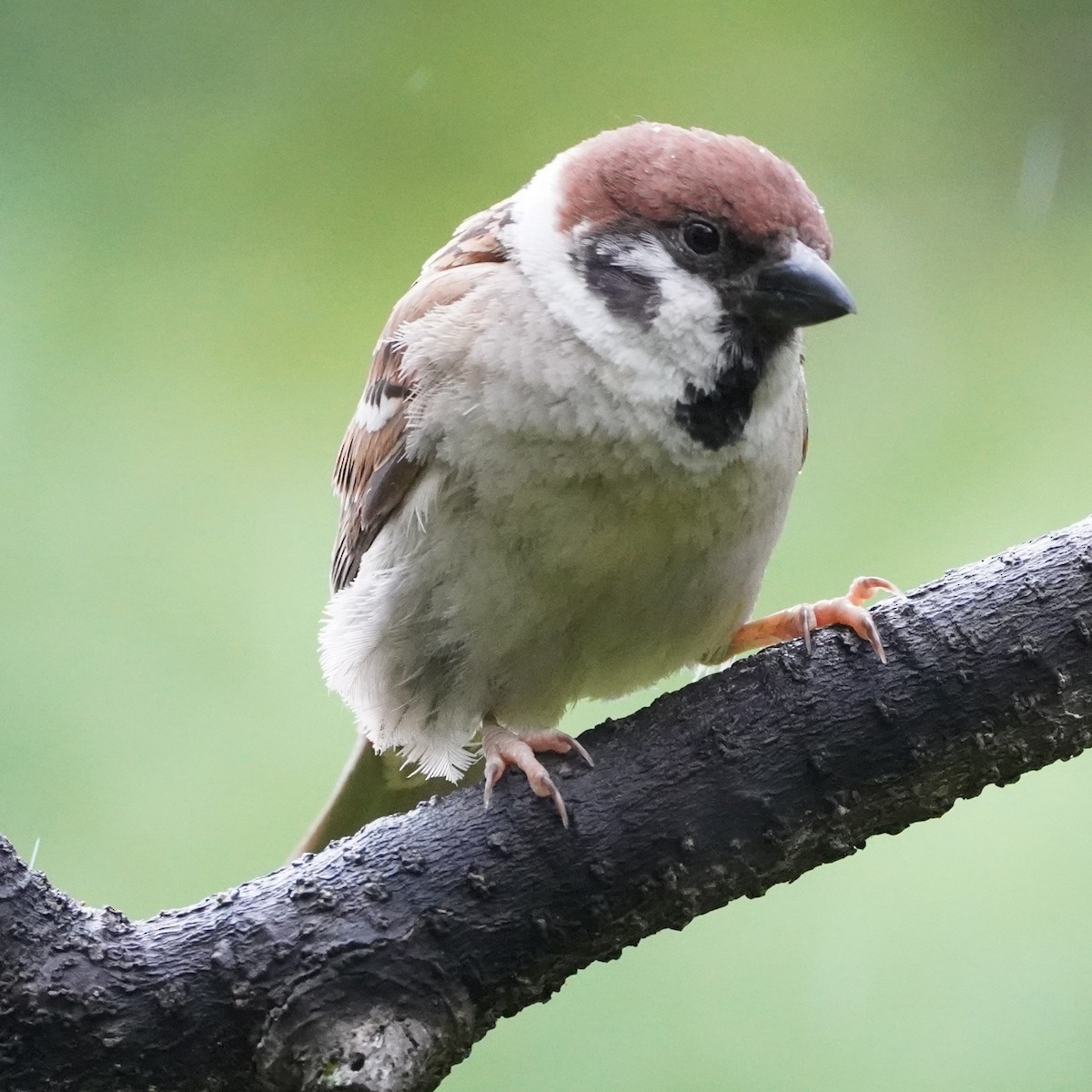 Eurasian Tree Sparrow - ML620447550