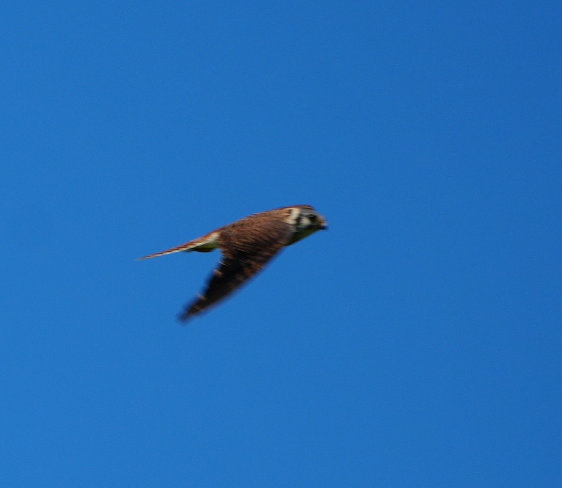 American Kestrel - ML620447551