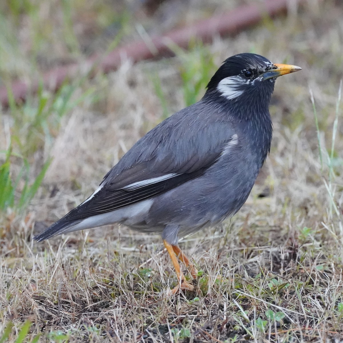 White-cheeked Starling - ML620447552