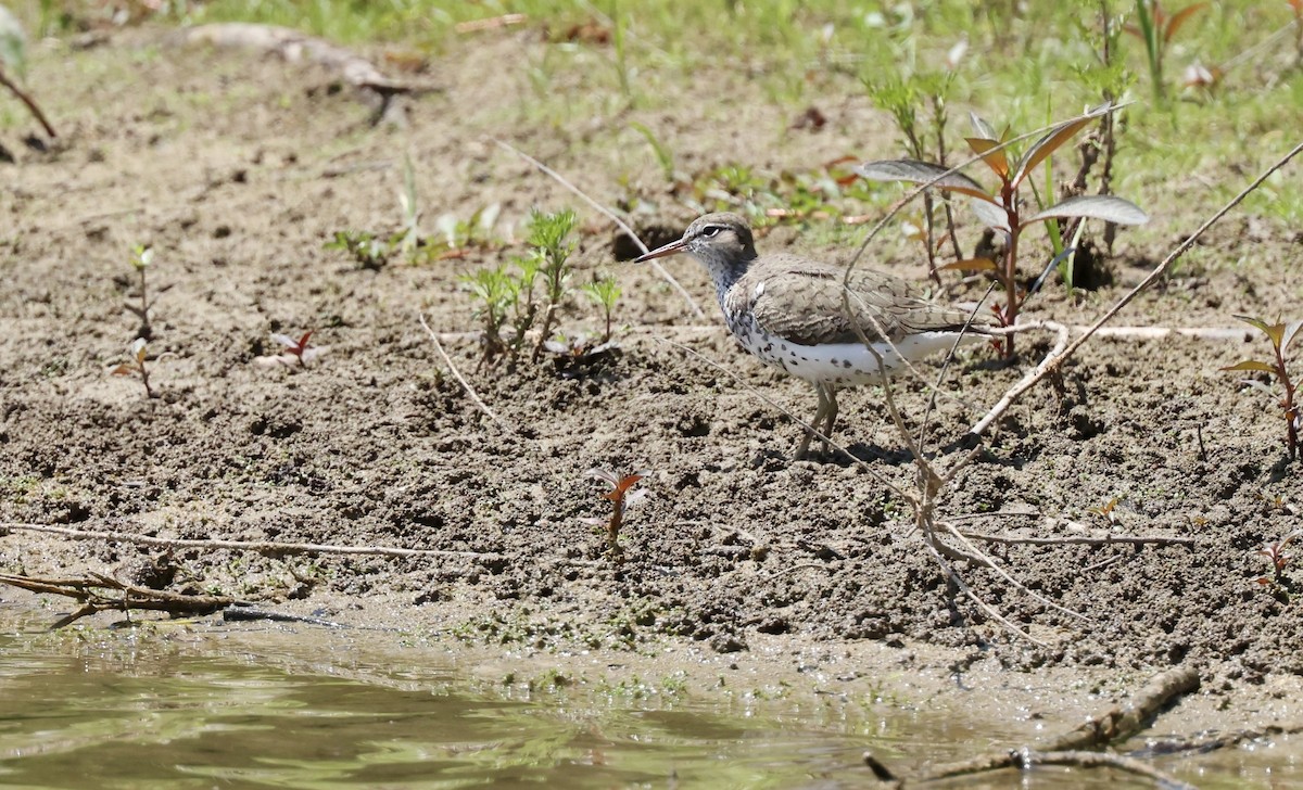 Spotted Sandpiper - ML620447553