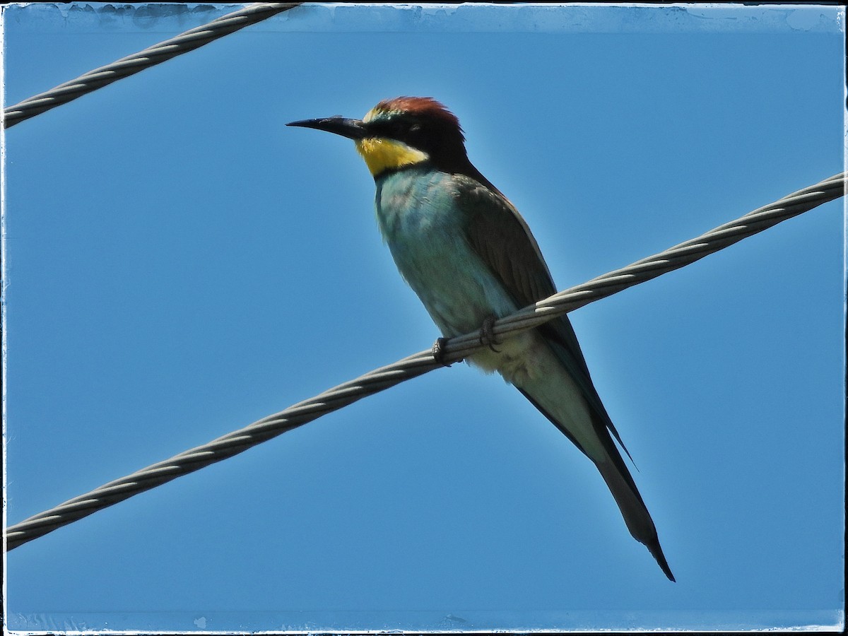 European Bee-eater - ML620447563