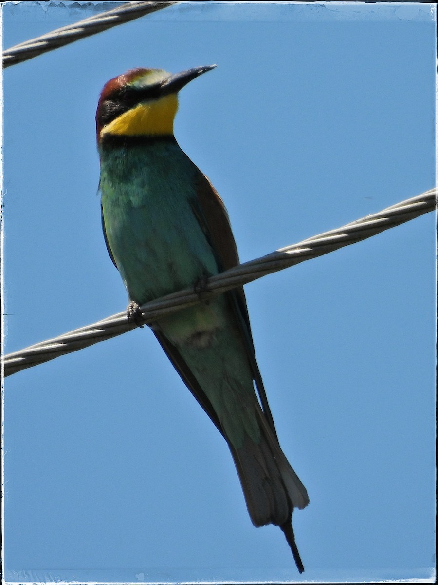 European Bee-eater - ML620447564