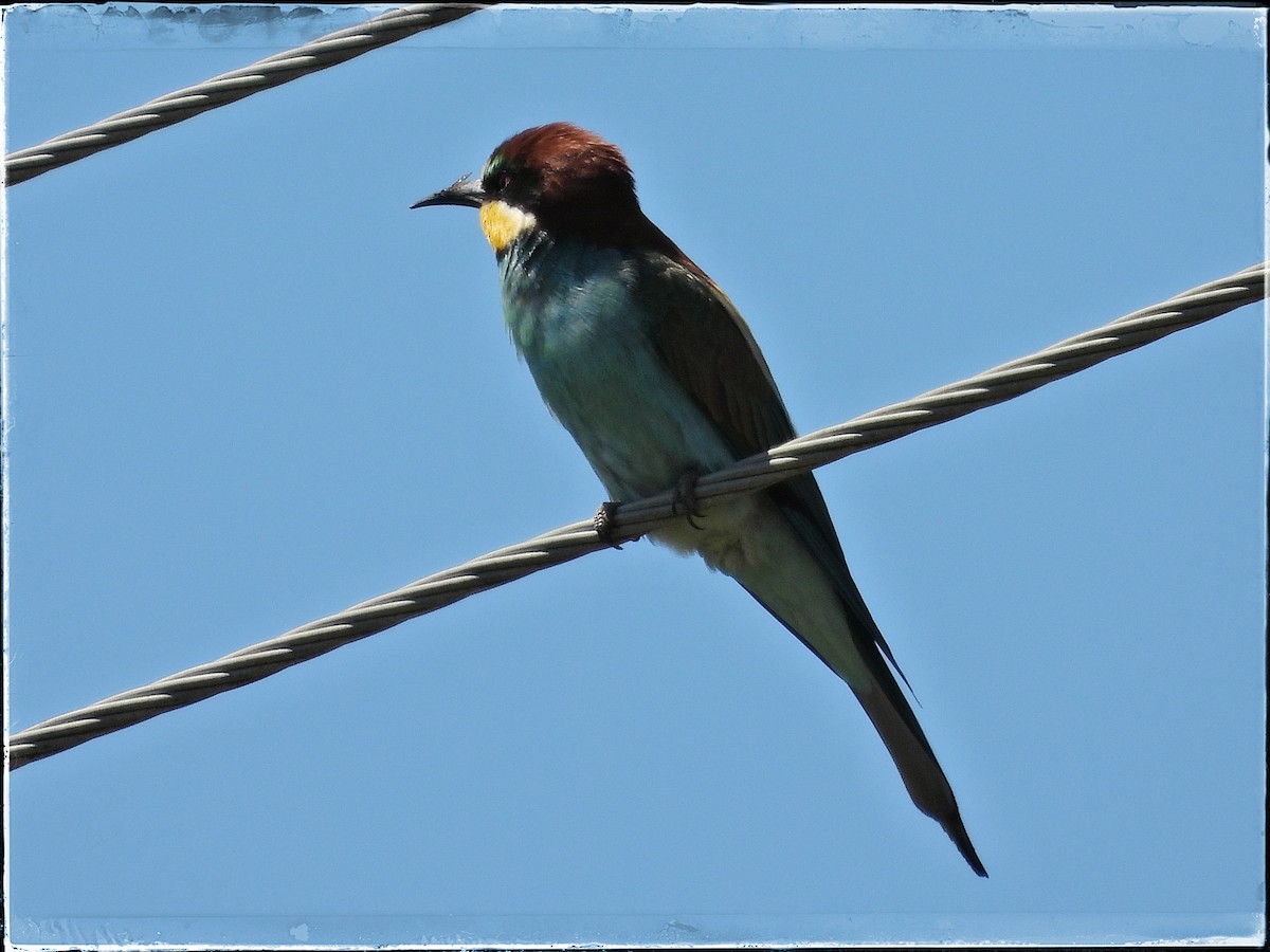 European Bee-eater - ML620447565
