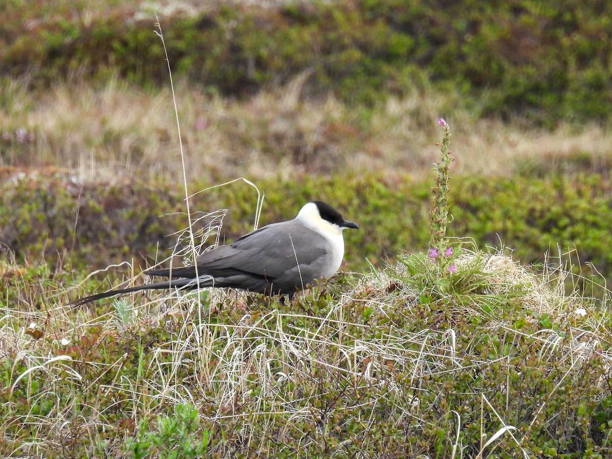 Long-tailed Jaeger - ML620447568