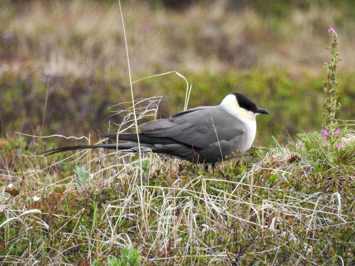 Long-tailed Jaeger - ML620447569