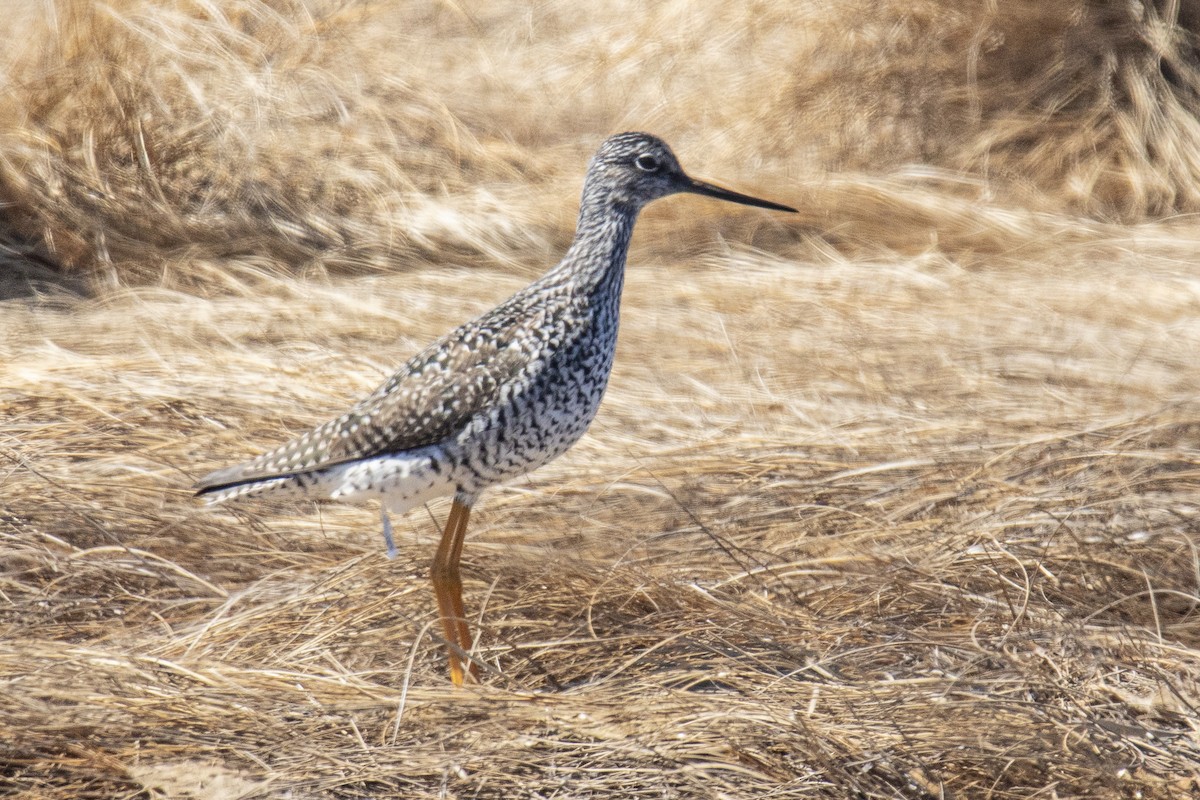 Greater Yellowlegs - ML620447570