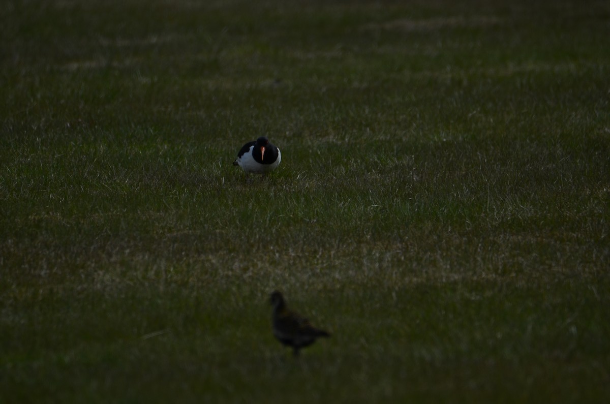 Eurasian Oystercatcher - Kerry Beaghan