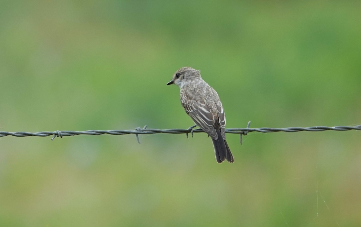 Vermilion Flycatcher - ML620447579