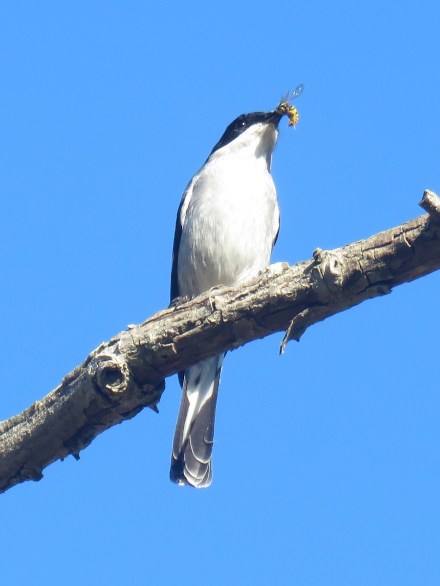 Fiscal Flycatcher - ML620447585