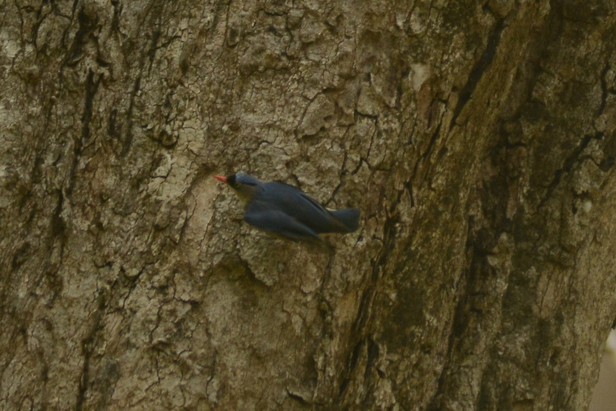Velvet-fronted Nuthatch - ML620447589