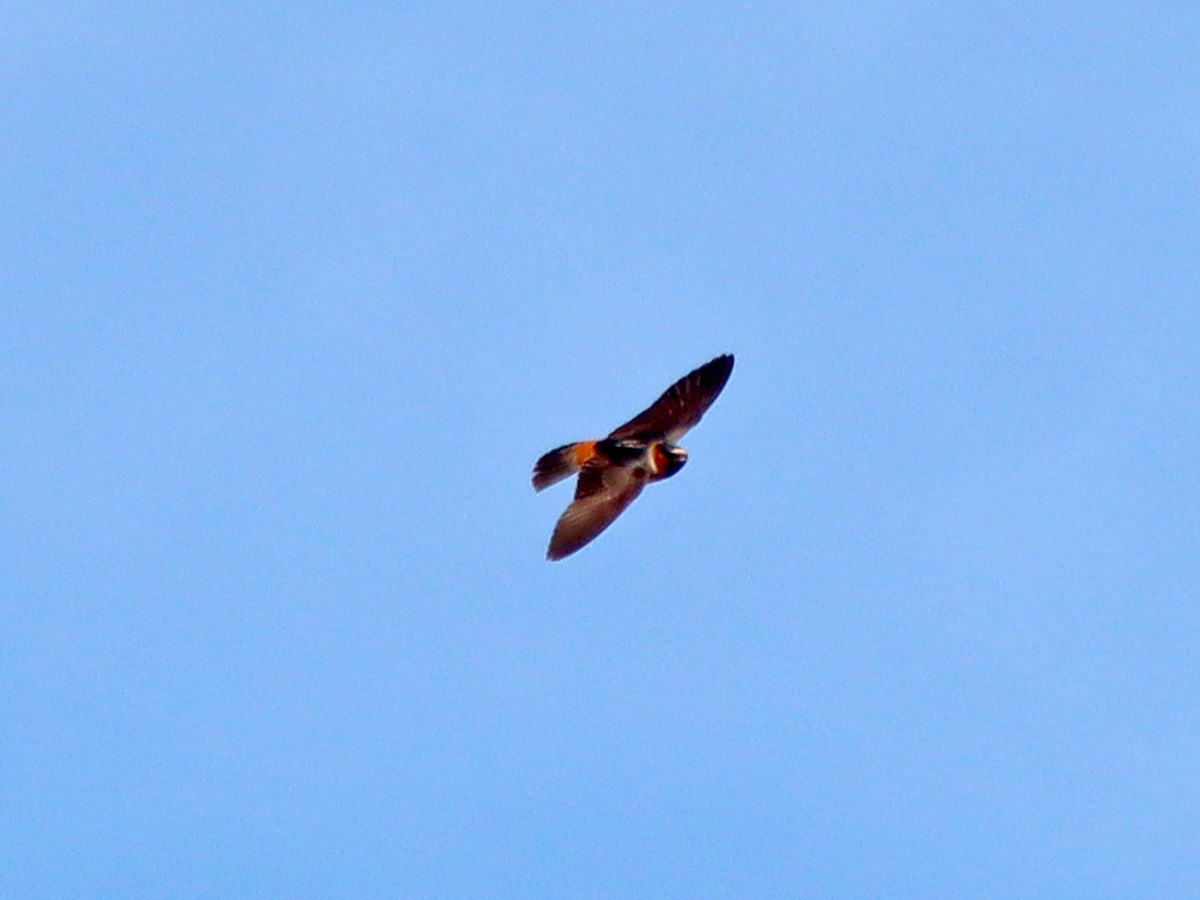 Cliff Swallow - Sherry Plessner