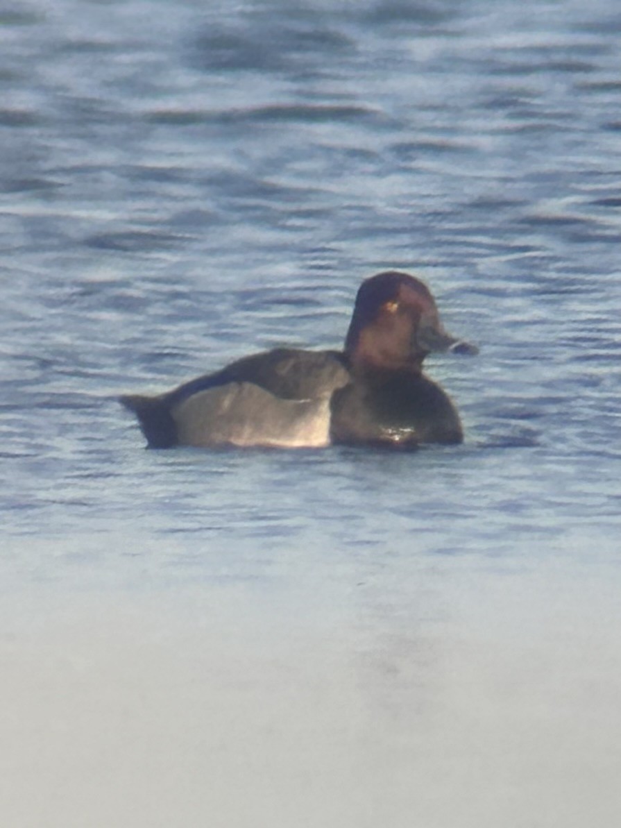 Redhead x Ring-necked Duck (hybrid) - ML620447592