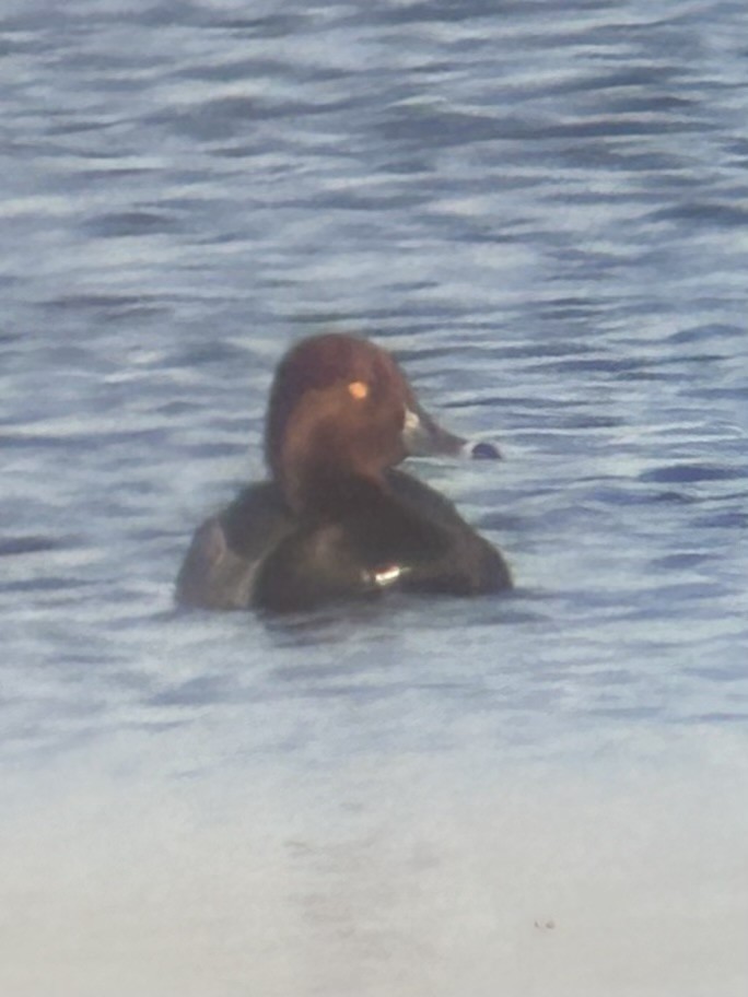 Redhead x Ring-necked Duck (hybrid) - ML620447593