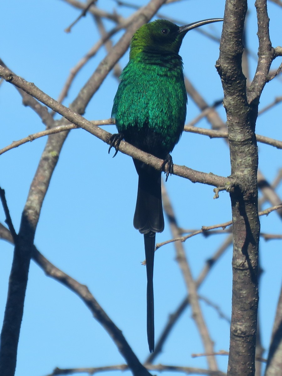 Malachite Sunbird - ML620447595