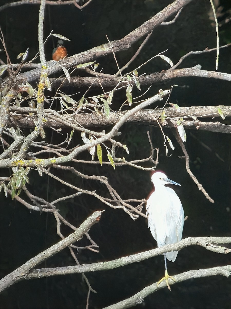 Common Kingfisher - ML620447598