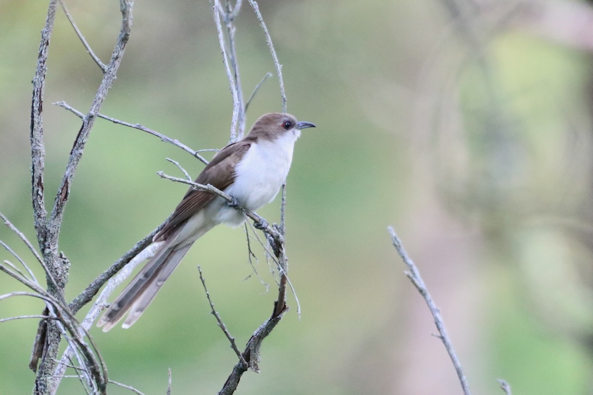 Black-billed Cuckoo - Andrew Cozzens