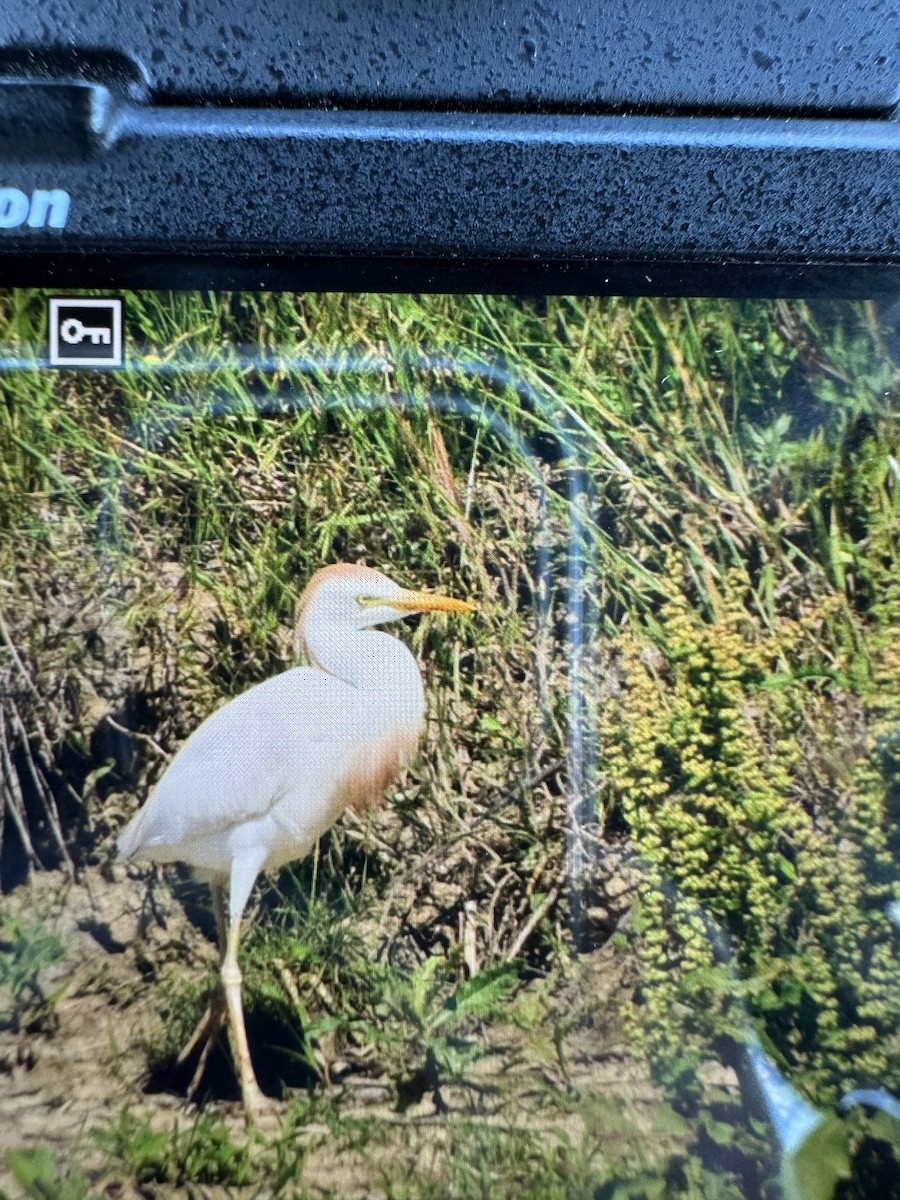 Western Cattle Egret - ML620447605