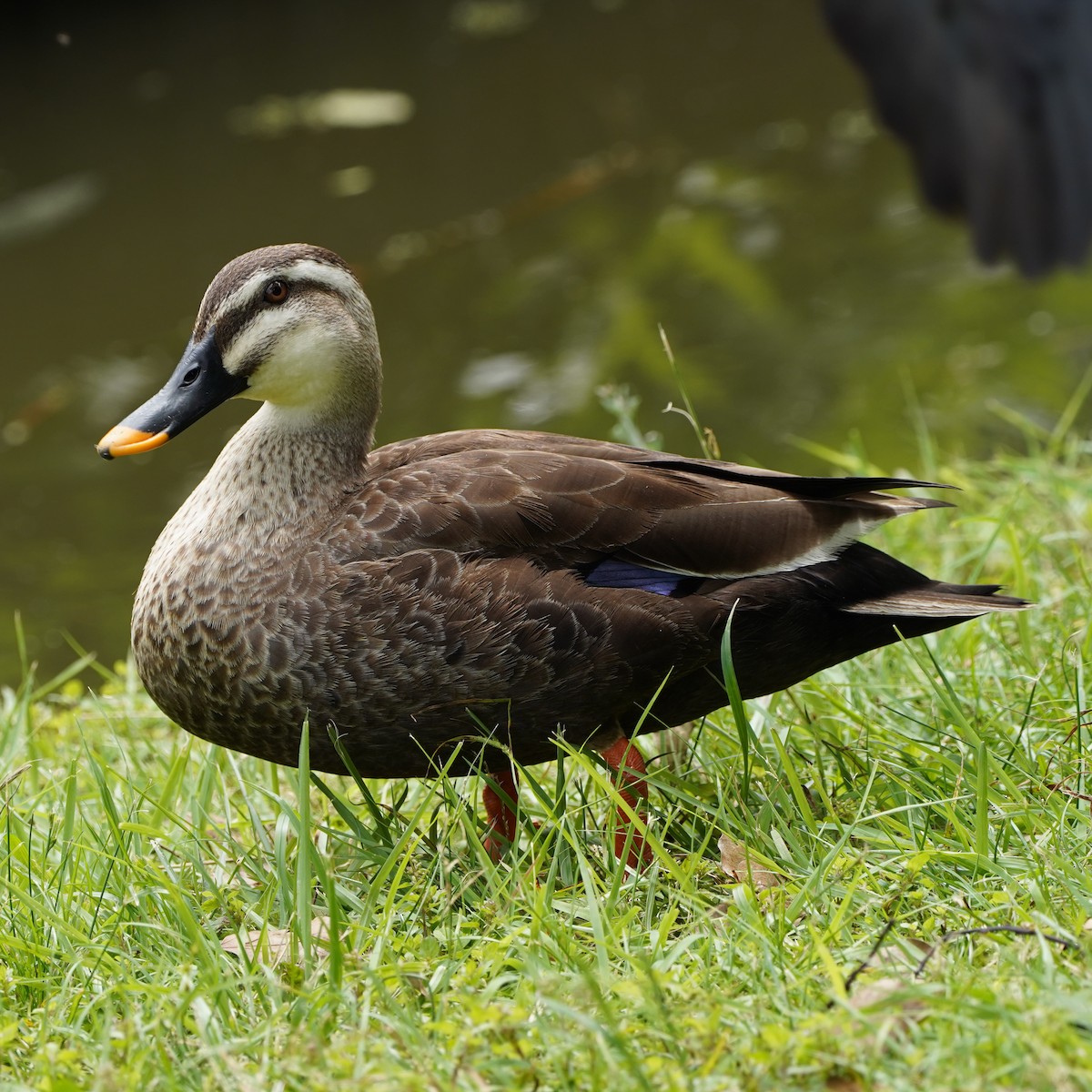 Eastern Spot-billed Duck - ML620447607