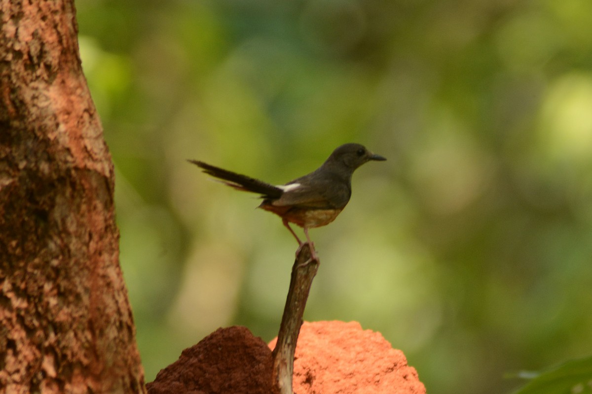 White-rumped Shama - ML620447611