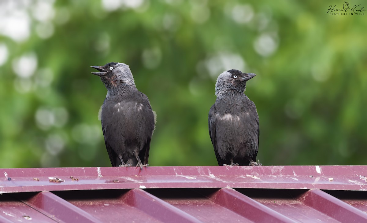 Eurasian Jackdaw - ML620447615