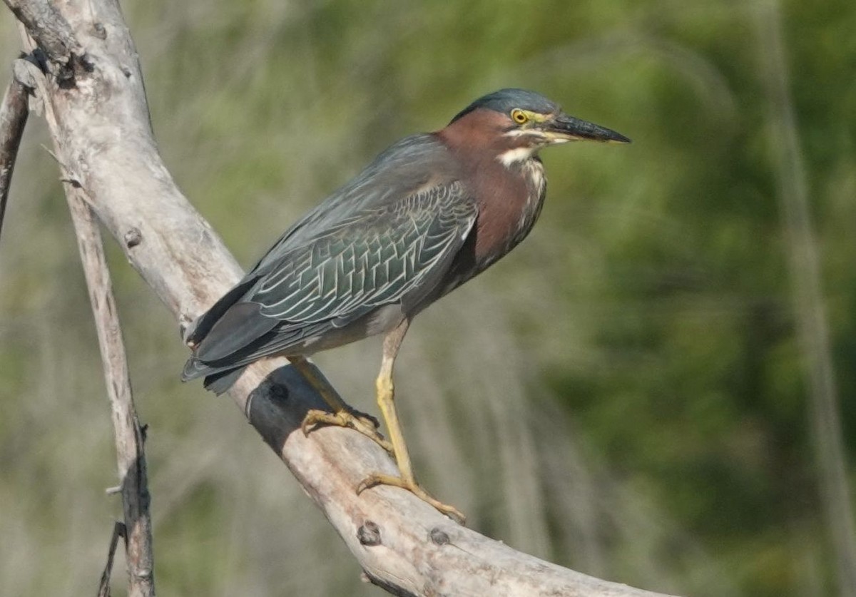 Green Heron - ML620447620