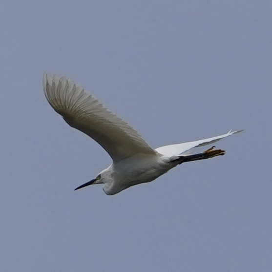 Little Egret (Western) - ML620447622