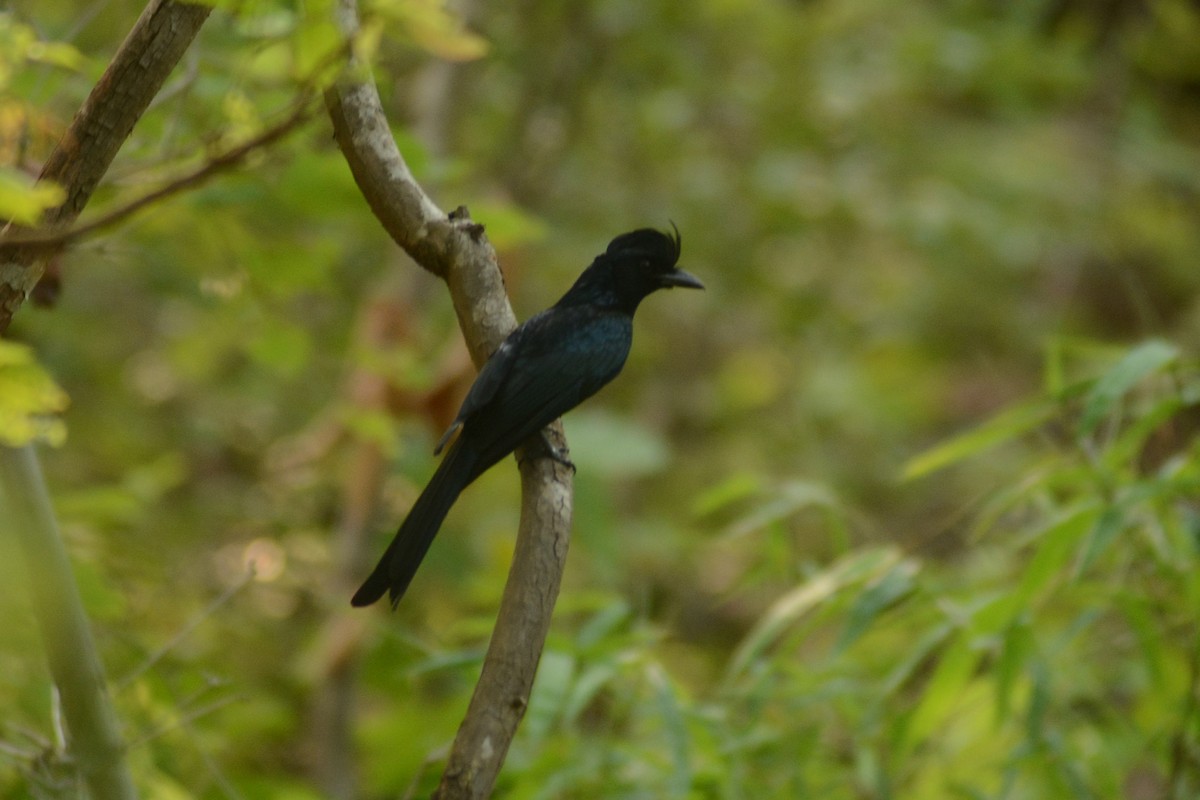 Greater Racket-tailed Drongo - ML620447624