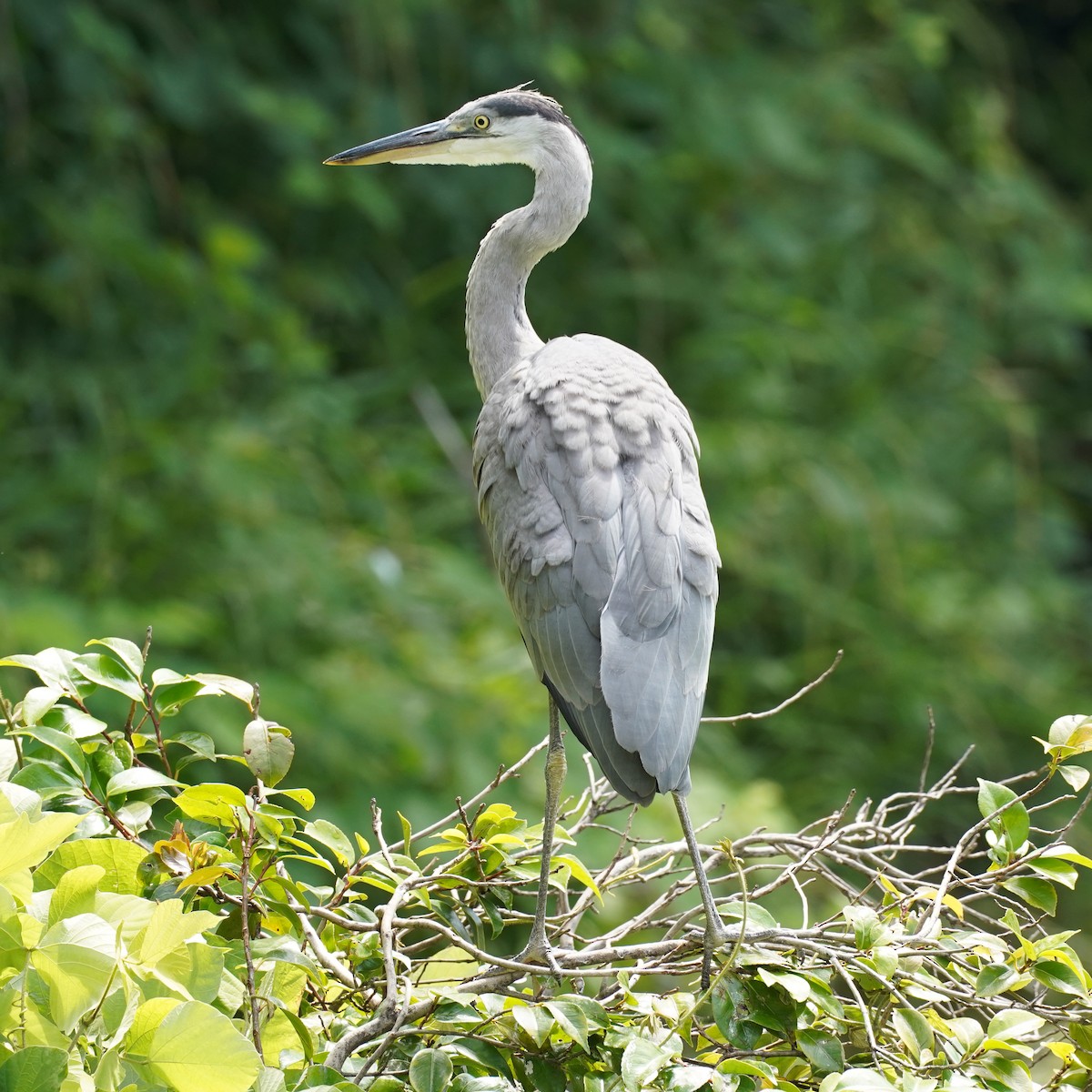 Gray Heron - ML620447627