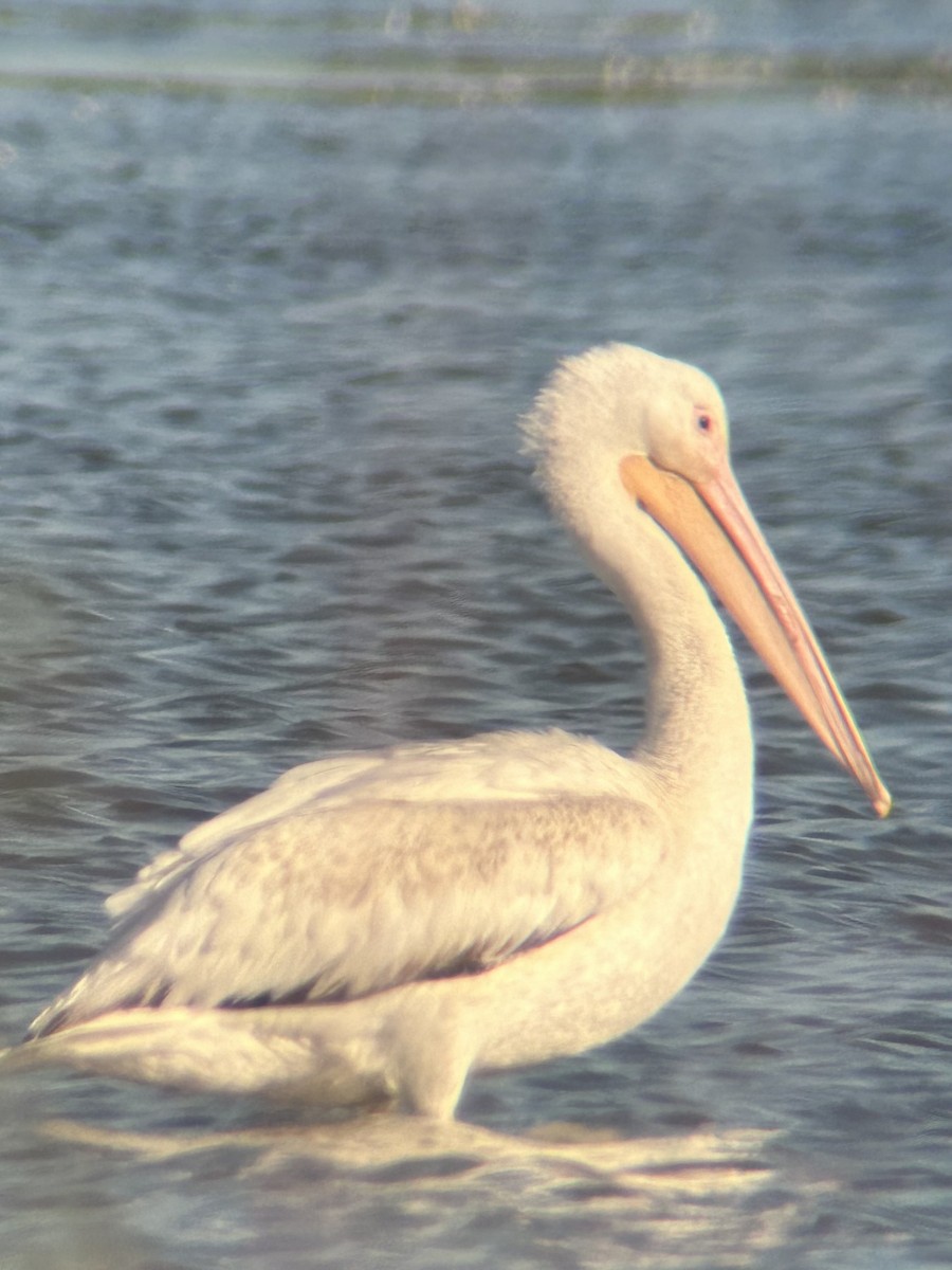 pelikán severoamerický - ML620447629