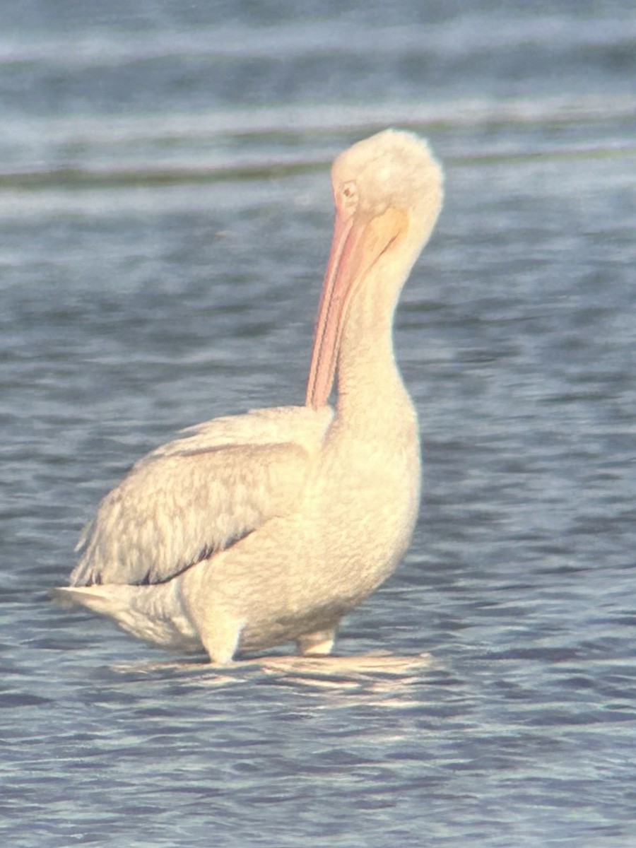 pelikán severoamerický - ML620447630