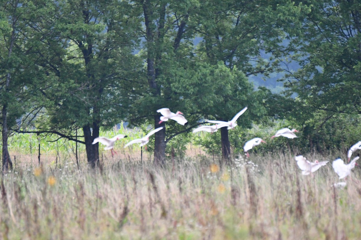 White Ibis - Carmen Ricer