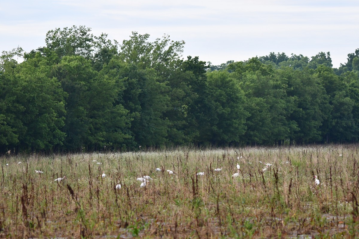 White Ibis - Carmen Ricer